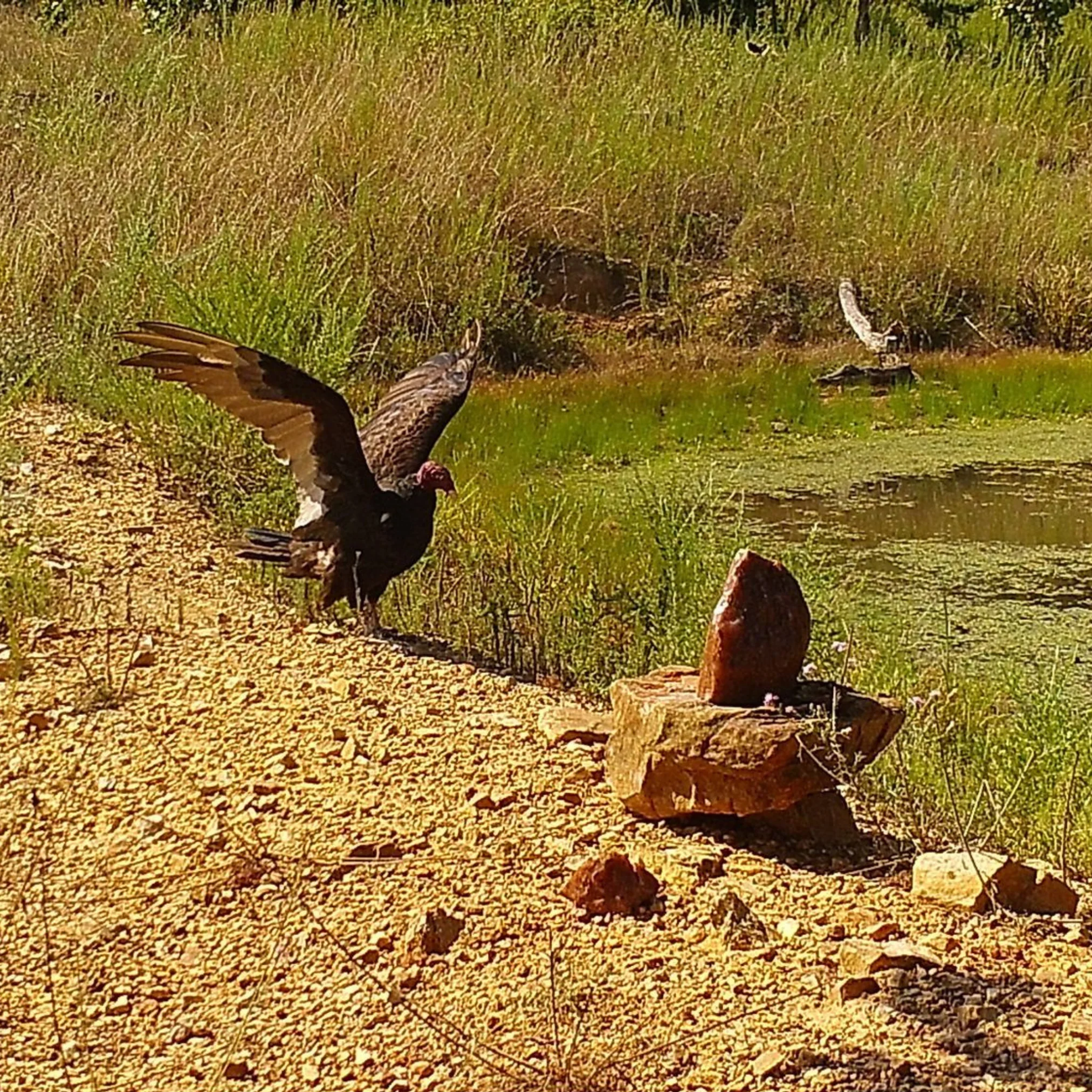 Trophy Rock® – Salt Lick for Wildlife - Image 4