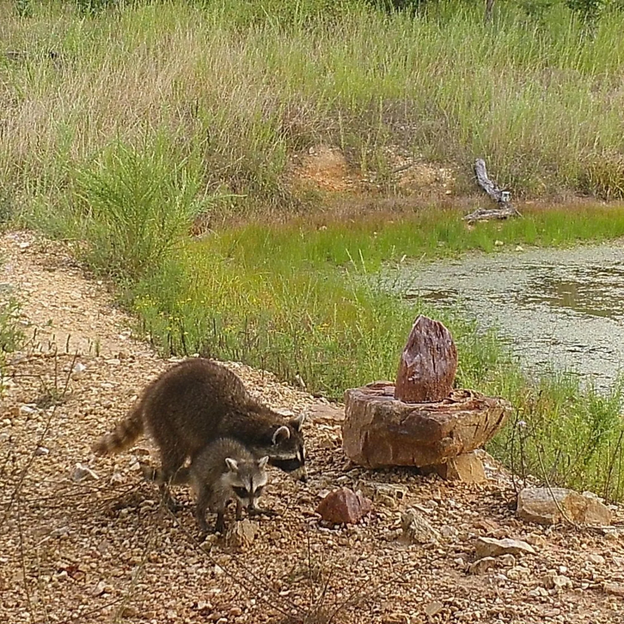 Trophy Rock® – Salt Lick for Wildlife - Image 5