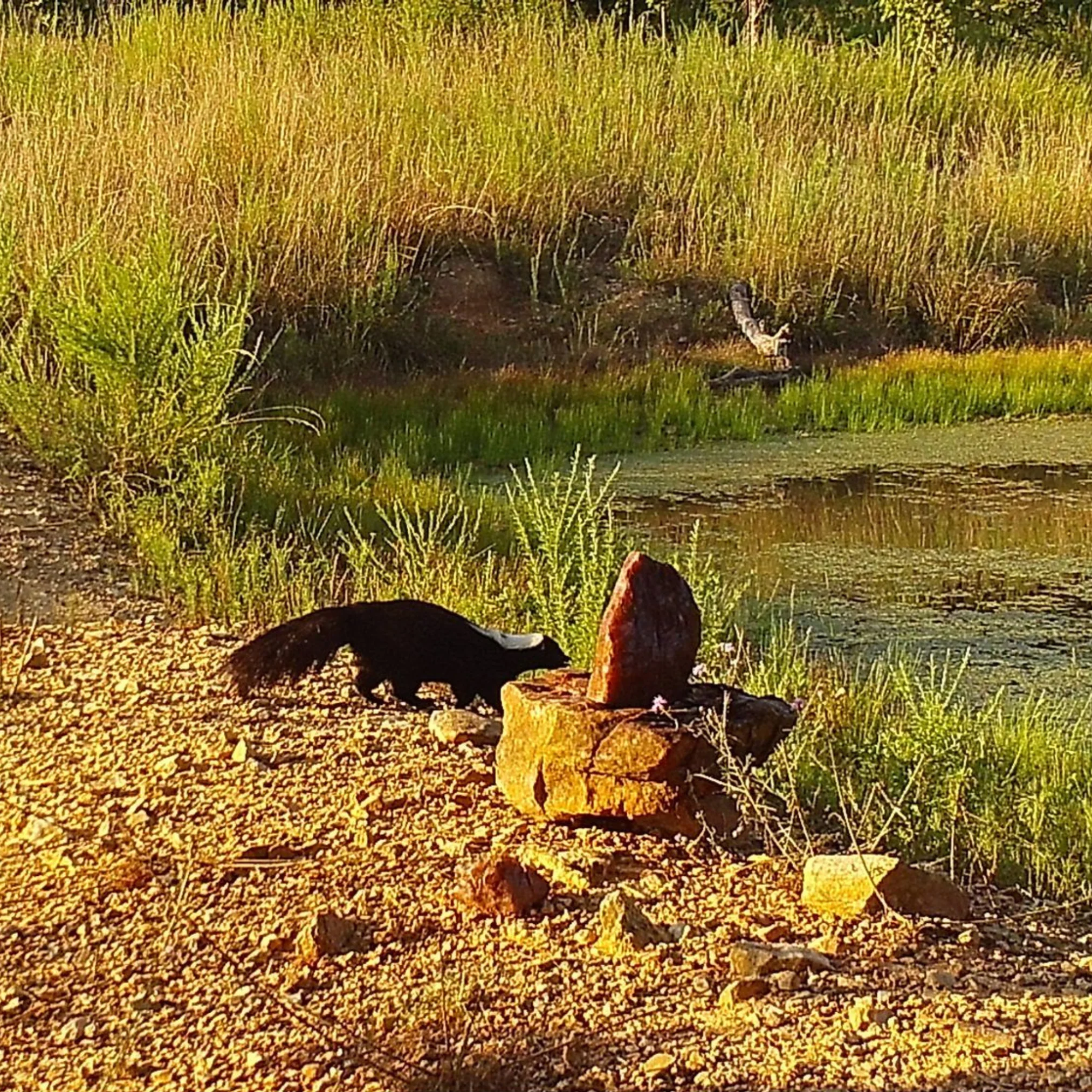Trophy Rock® – Salt Lick for Wildlife - Image 6